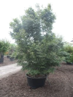 Japanse Esdoorn (Acer Palmatum) -PlantenPracht Winkel acer palmatum 350 400 c500 1