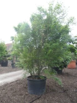 Japanse Esdoorn (Acer Palmatum) -PlantenPracht Winkel acer palmatum 350 400 c500 2 1