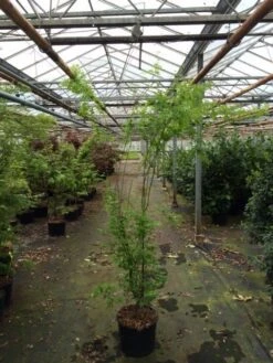 Japanse Esdoorn (Acer Palmatum 'Aoyagi') -PlantenPracht Winkel acer palmatum aoyagi 175 200