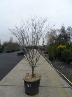 Japanse Esdoorn (Acer Palmatum 'Atropurpureum') -PlantenPracht Winkel acer palmatum atropurpureum 200 250 c110