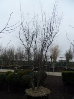 Japanse Esdoorn (Acer Palmatum 'Atropurpureum') -PlantenPracht Winkel acer palmatum atropurpureum 300 350 c350