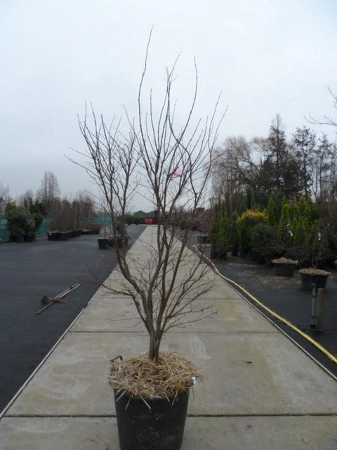 Japanse Esdoorn (Acer Palmatum 'Fireglow') 16 Japanse Esdoorn (Acer Palmatum 'Fireglow') - Afbeelding 14