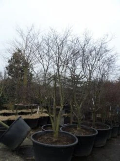 Japanse Esdoorn (Acer Palmatum 'Fireglow') 28 Japanse Esdoorn (Acer Palmatum 'Fireglow') -PlantenPracht Winkel acer palmatum atropurpureum fireglow 250 300 c500