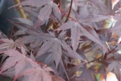 Japanse Esdoorn (Acer Palmatum 'Bloodgood') -PlantenPracht Winkel acer palmatum bloodgood 2