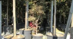 Japanse Esdoorn (Acer Palmatum 'Butterfly') -PlantenPracht Winkel acer palmatum butterfly 100 125 1