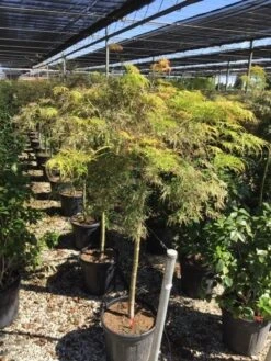 Japanse Esdoorn Op Stam (Acer Palmatum 'Viridis') -PlantenPracht Winkel acer palmatum dis. viridis op stam c20