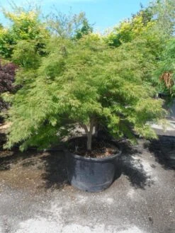 Japanse Esdoorn (Acer Palmatum 'Dissectum') -PlantenPracht Winkel acer palmatum dissectum 125 150 175 c200 struikvorm extra 1