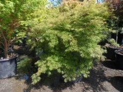 Japanse Esdoorn (Acer Palmatum 'Dissectum') 25 Japanse Esdoorn (Acer Palmatum 'Dissectum') -PlantenPracht Winkel acer palmatum dissectum 125 150 175 c200 struikvorm extra 2