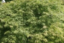 Japanse Esdoorn (Acer Palmatum 'Dissectum') 39 Japanse Esdoorn (Acer Palmatum 'Dissectum') -PlantenPracht Winkel acer palmatum dissectum 2