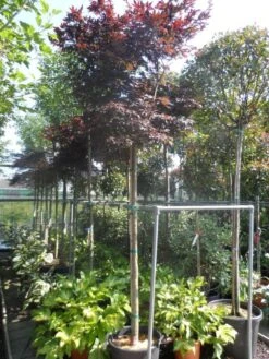 Japanse Esdoorn (Acer Palmatum 'Fireglow') 24 Japanse Esdoorn (Acer Palmatum 'Fireglow') -PlantenPracht Winkel acer palmatum fireglow 12 14ho cont