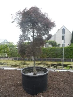 Japanse Esdoorn (Acer Palmatum 'Inabe-shidare') -PlantenPracht Winkel acer palmatum inabe shidare 20 25ho c750