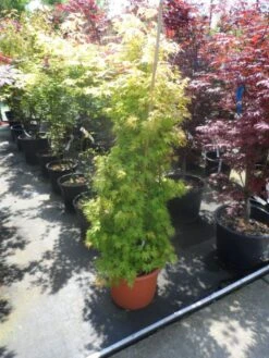 Japanse Esdoorn (Acer Palmatum 'Orange Dream') -PlantenPracht Winkel acer palmatum orange dream 125 150 c25 1