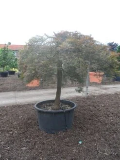 Japanse Esdoorn (Acer Palmatum 'Ornatum') -PlantenPracht Winkel acer palmatum ornatum halfstam c500 solitair extra 1