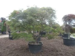 Japanse Esdoorn (Acer Palmatum 'Ornatum') -PlantenPracht Winkel acer palmatum ornatum solitair extra 1