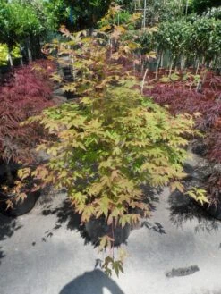 Japanse Esdoorn (Acer Palmatum 'Osakazuki') -PlantenPracht Winkel acer palmatum osakazuki 100 125 c25