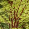 Japanse Esdoorn (Acer Palmatum 'Sangokaku') -PlantenPracht Winkel acer palmatum sangokaku 2