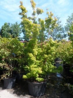 Japanse Esdoorn (Acer Palmatum 'Sangokaku') 23 Japanse Esdoorn (Acer Palmatum 'Sangokaku') -PlantenPracht Winkel acer palmatum sangokaku 250 300 c240 2