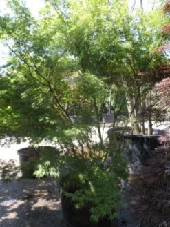 Japanse Esdoorn (Acer Palmatum 'Seiryu') -PlantenPracht Winkel acer palmatum seiryu 225 250 c160