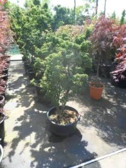 Japanse Esdoorn (Acer Palmatum 'Shishigashira') -PlantenPracht Winkel acer palmatum shishigashira 125 150 c35