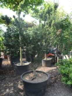 Japanse Esdoorn (Acer Palmatum 'Shishigashira') -PlantenPracht Winkel acer palmatum shishigashira solitair c285 2