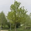 Noorse Esdoorn (Acer Platanoides)