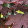 Noorse Esdoorn (Acer Platanoides 'Crimson Sentry')