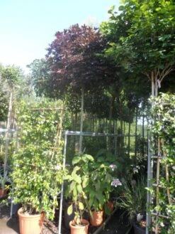 Noorse Esdoorn (Acer Platanoides 'Crimson Sentry') -PlantenPracht Winkel acer platanoides crimson sentry 12 14ho cont. bol