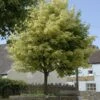 Bonte Esdoorn (Acer Platanoides 'Drummondii') -PlantenPracht Winkel acer platanoides drummondii 1