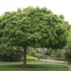Bolesdoorn (Acer Platanoides 'Globosum') -PlantenPracht Winkel acer platanoides globosum