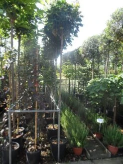 Bolesdoorn (Acer Platanoides 'Globosum') -PlantenPracht Winkel acer platanoides globosum 10 12ho cont