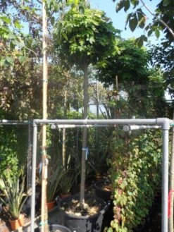 Bolesdoorn (Acer Platanoides 'Globosum') -PlantenPracht Winkel acer platanoides globosum 14 16ho cont