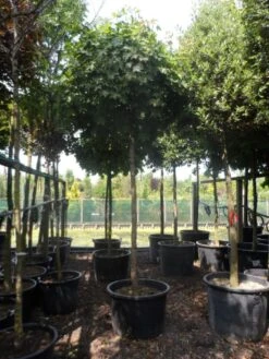 Bolesdoorn (Acer Platanoides 'Globosum') -PlantenPracht Winkel acer platanoides globosum 18 20 25ho c200