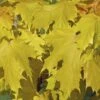 Noorse Esdoorn (Acer Platanoides 'Princeton Gold') -PlantenPracht Winkel acer platanoides princeton gold 01 1