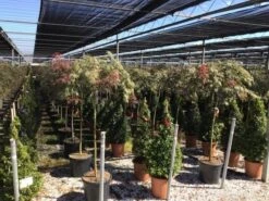 Japanse Esdoorn Op Stam (Acer Palmatum 'Tamuke Yama') 15 Japanse Esdoorn Op Stam (Acer Palmatum 'Tamuke Yama') -PlantenPracht Winkel acer rossi palm. diss. tamukeyama halfstam