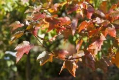 Rode Esdoorn (Acer Rubrum) -PlantenPracht Winkel acer rubrum01 1