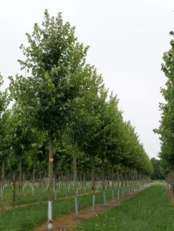 Grote Esdoorn (Acer Rubrum 'Red Sunset') -PlantenPracht Winkel acer rubrum red sunset 18 20