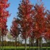 Grote Esdoorn (Acer Rubrum 'Red Sunset') -PlantenPracht Winkel acer rubrum red sunset 20 25