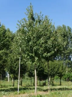 Grote Esdoorn (Acer Rubrum 'Red Sunset') -PlantenPracht Winkel acer rubrum red sunset 30 35