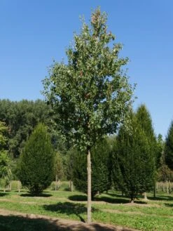 Grote Esdoorn (Acer Rubrum 'Red Sunset') -PlantenPracht Winkel acer rubrum red sunset 35 40