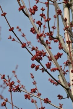Grote Esdoorn (Acer Rubrum 'Red Sunset') -PlantenPracht Winkel acer rubrum red sunset bloemen