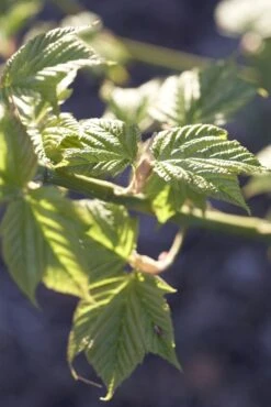 Japanse Slangehuidesdoorn Als Boom (Acer Rufinerve) -PlantenPracht Winkel acer rufinerve 1 1