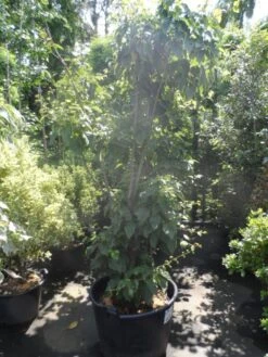 Japanse Slangehuidesdoorn Als Boom (Acer Rufinerve) -PlantenPracht Winkel acer rufinerve 175 200 250 1