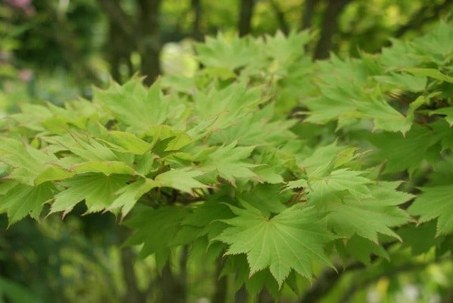 Japanse Esdoorn (Acer Shirasawanum 'Aureum') 6 Japanse Esdoorn (Acer Shirasawanum 'Aureum') - Afbeelding 4