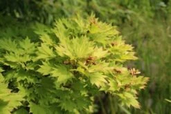 Japanse Esdoorn (Acer Shirasawanum 'Aureum') -PlantenPracht Winkel acer shirasawanum aureum 3 1