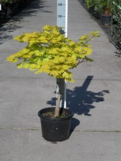 Japanse Esdoorn (Acer Shirasawanum 'Aureum') -PlantenPracht Winkel acer shirasawanum aureum c12 1