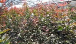 Japanse Esdoorn (Acer Palmatum 'Skeeter's Broom') -PlantenPracht Winkel acer skeeters broom