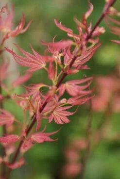 Japanse Esdoorn (Acer Palmatum 'Wilson's Pink Dwarf') -PlantenPracht Winkel acer wilsons pink dwarf 1