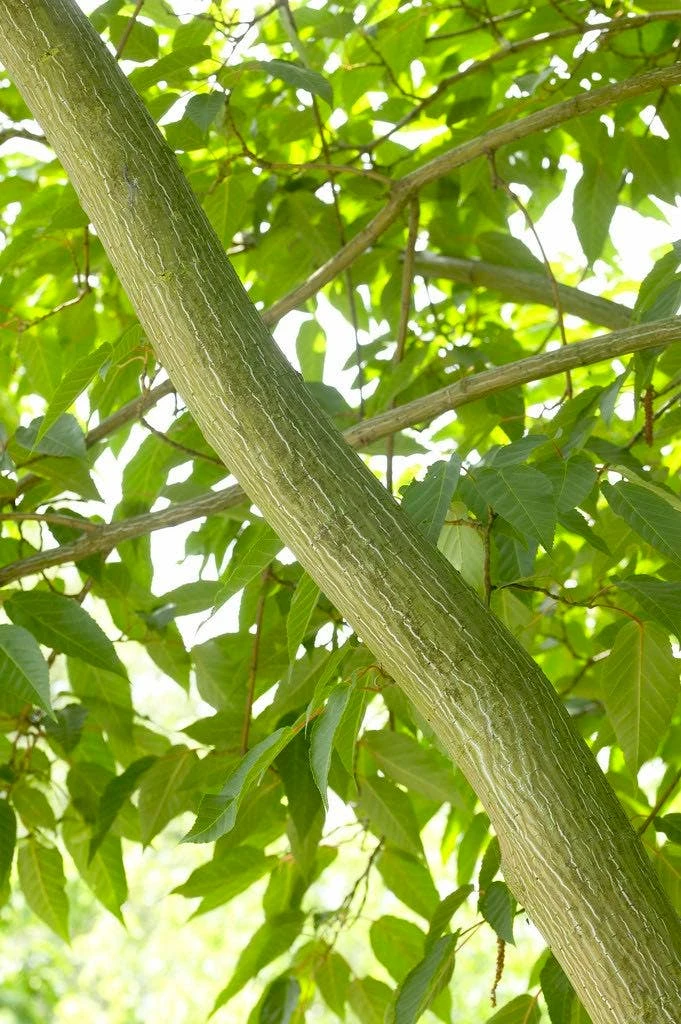 Chinese Esdoorn (Acer Davidii ) 3 Chinese Esdoorn (Acer Davidii )