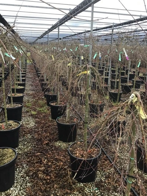 Japanse Esdoorn Op Stam (Acer Palmatum 'Ryusen') 4 Japanse Esdoorn Op Stam (Acer Palmatum 'Ryusen') - Afbeelding 2