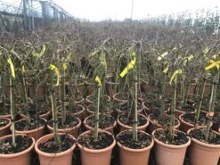 Japanse Esdoorn Op Stam (Acer Palmatum 'Ryusen') 7 Japanse Esdoorn Op Stam (Acer Palmatum 'Ryusen') -PlantenPracht Winkel acerryusen02